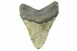 Fossil Megalodon Tooth - North Carolina #354473-2